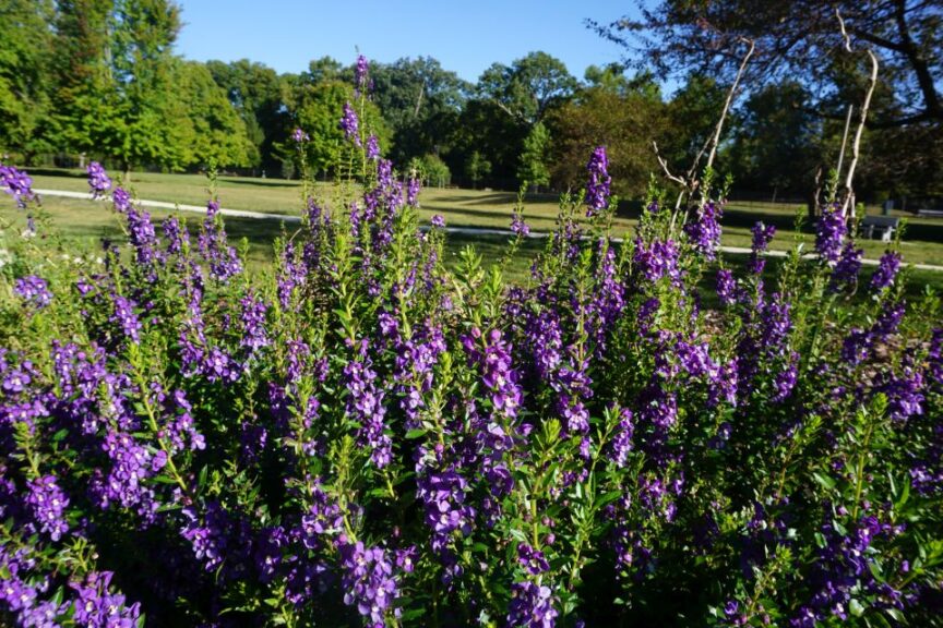 Angelonia 'Guardian Angel Blue' (Ball FloraPlant)