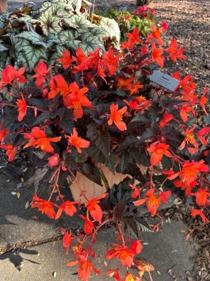 Begonia ICONIA%C2%AE Upright Fire University of Tennessee Jackson