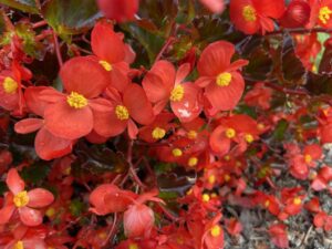 Begonia hybrida Hulu Red NC State 2024