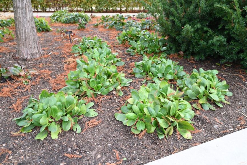 Bergenia Justin Lombardoni November 2024