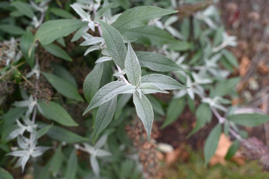 Buddleja Justin Lombardoni November 2024