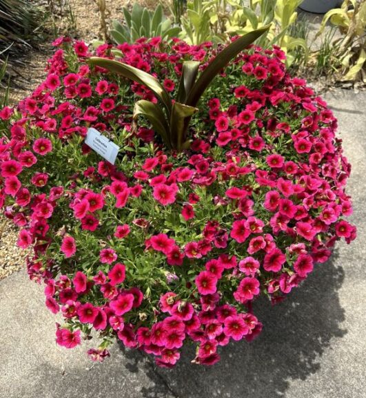 Calibrachoa Bloomtastic Cherry University of Tennessee Jackson