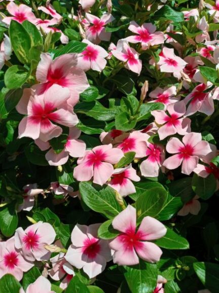 Catharanthus roseus Nirvana%C2%AE XDR Blush Splash Syngenta U of Georgia