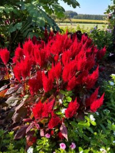 Celosia %E2%80%98Burning Embers University of Tennessee Jackson