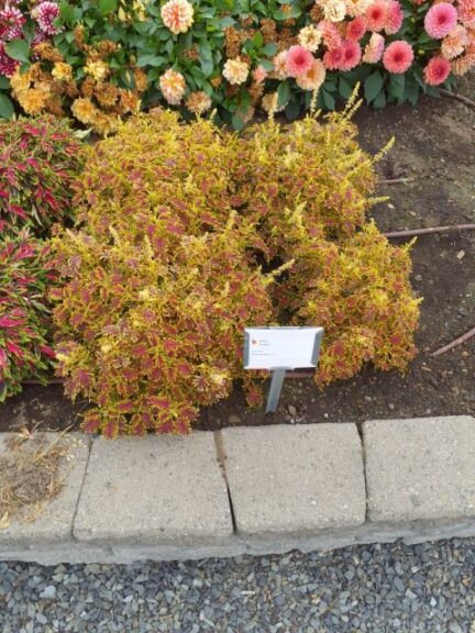 Coleus %E2%80%98Skeletal Kientzler Smith Gardens