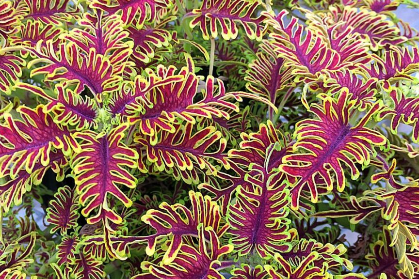 Coleus %E2%80%98Skeletal Rick Grazzini