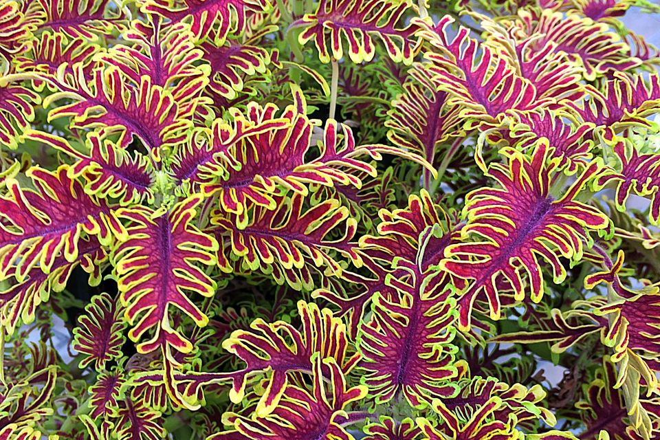 Coleus %E2%80%98Skeletal Rick Grazzini