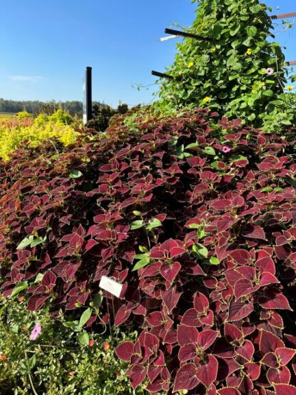 Coleus Main Street Broad Street University of Tennessee Jackson