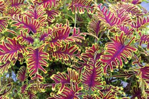 Coleus ‘Skeletal Rick Grazzini