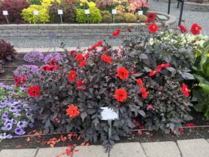 Dahlia %E2%80%98Black Black Forest Ruby American Takii Smith Gardens