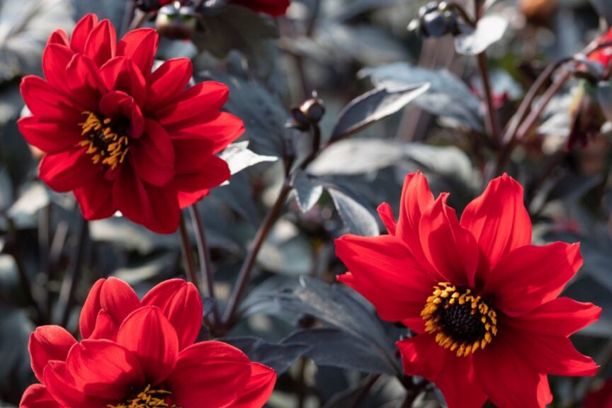 Dahlia Black Forest Ruby AAS Ornamental from Seed Winner National Winner