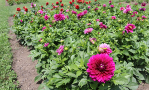 Dahlia Pinkerific Mass Hort