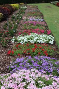 Dallas Verbena Trials Early July Dallas Arboretum