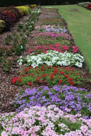 Dallas Verbena Trials Early July Dallas Arboretum