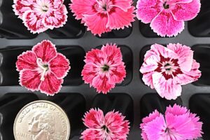 Dianthus ‘EverBloom Rick Grazzini