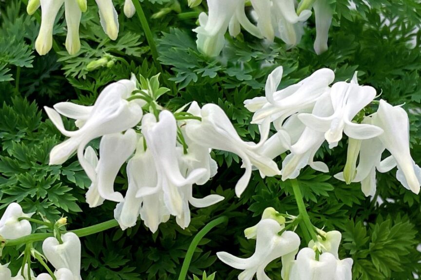 Dicentra Amore Titanium