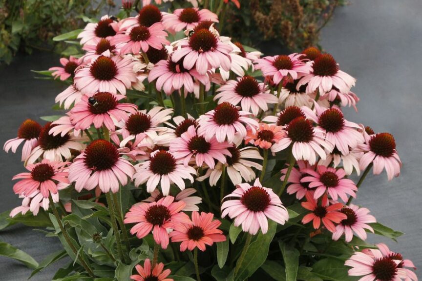 Echinacea DARK SHADOWS Mystic