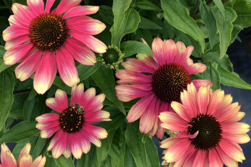 Echinacea KISMET Pink Lemonade