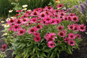 Echinacea KISMET Raspberry