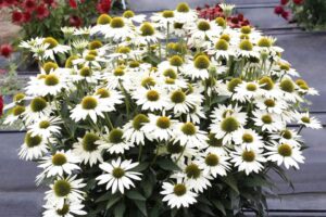 Echinacea KISMET White