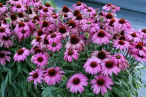 Echinacea PRIMA Berry