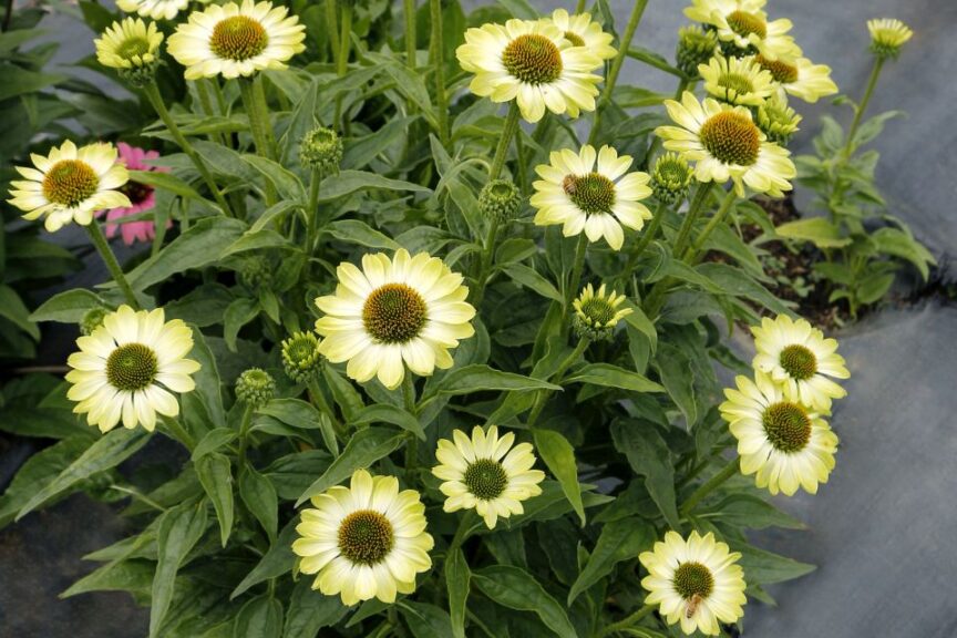 Echinacea PRIMA Lime