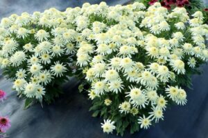 Echinacea SUNDIAL Zenith