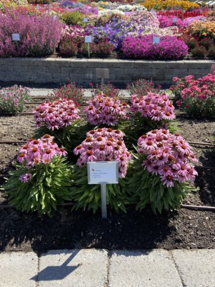 Echinacea SunMagic Vintage Lavender Bull Plant Genetics Smith Gardens