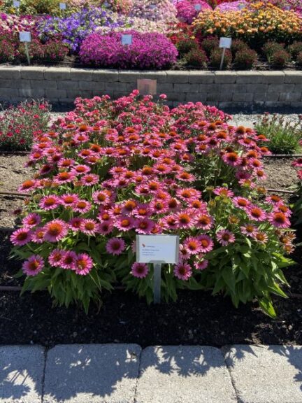 Echinacea SunMagic Vintage Pink Bull Plant Genetics Smith Gardens