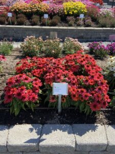 Echinacea SunMagic Vintage Ruby Bull Plant Genetics Smith Gardens