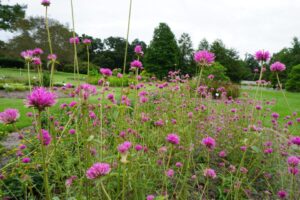 Fireworks gomphrena Louisiana State