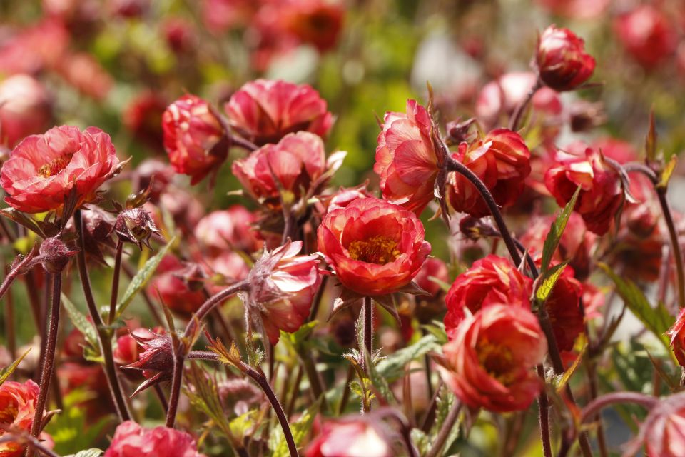 Geum TEMPO Coral