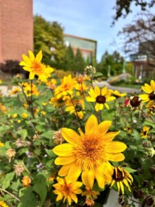 #2: Helianthus 'Sunfinity Double Yellow' (Syngenta Flowers)