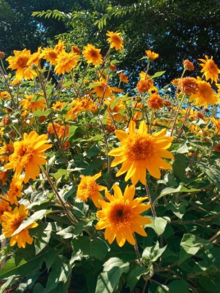 Helianthus annuus Sunfinity%C2%AE Double Yellow Syngenta U of Georgia