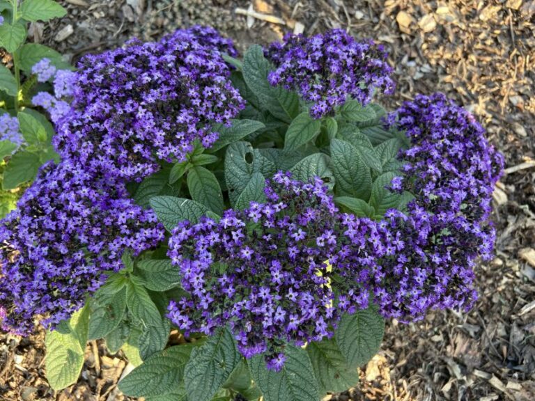 Heliotropium Aromagica Purple NC State 2024