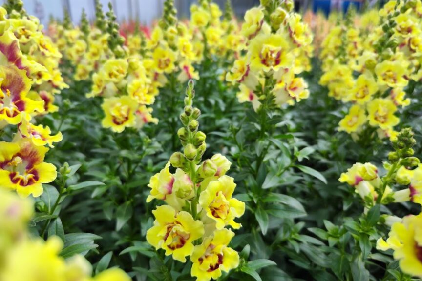 Hem Genetics Snapdragon DoubleShot Yellow Red slideshow