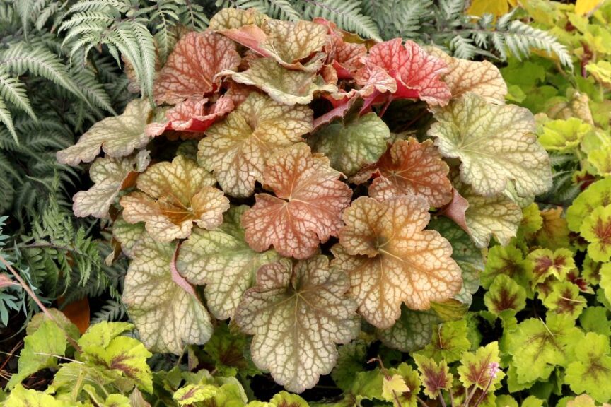 Heuchera Changeling