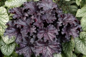 Heuchera FOREVER Midnight