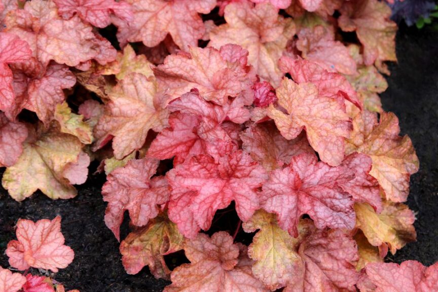 Heuchera Peach Smoothie