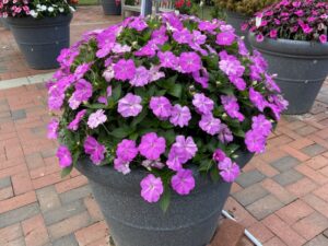 Impatiens hybrida SunPatiens Compact Lavender NC State 2024