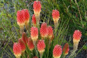 Kniphofia Rocket Jr