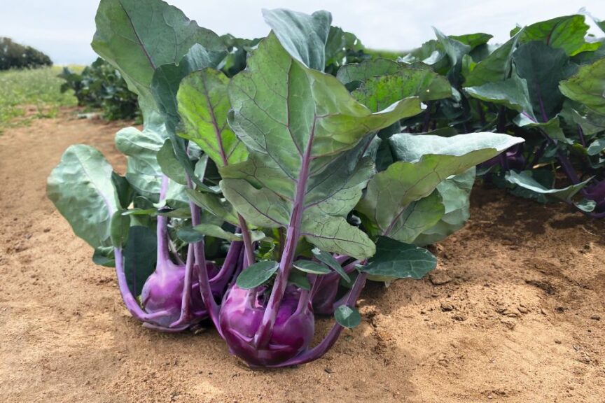 Kohlrabi Konstance F1 AAS Edible Winner National Winner