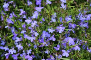 Laguna Dark Blue lobelia %E2%80%93 Proven Winners Dallas Arboretum