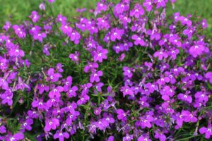 Laguna Ultraviolet lobelia %E2%80%93 Proven Winners Dallas Arboretum