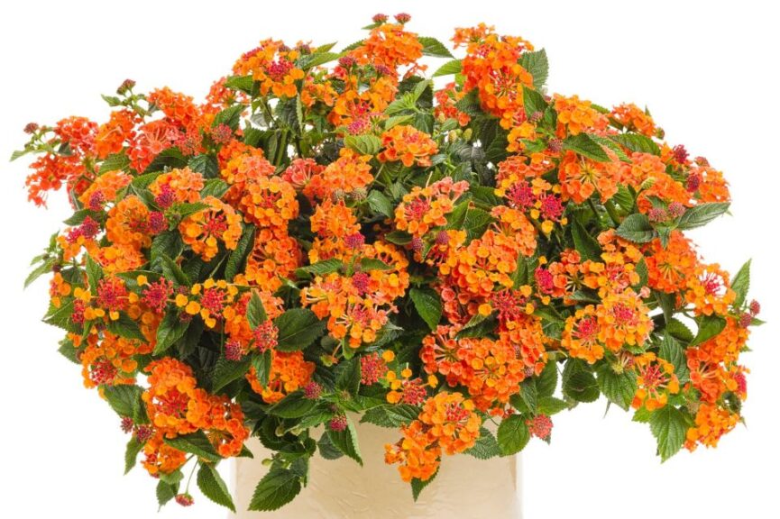 Lantana %E2%80%98Marmalade Rick Grazzini