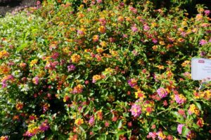 Lantana PassionFruit Ohio State