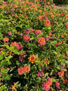 Lantana PassionFruit University of Tennessee Jackson