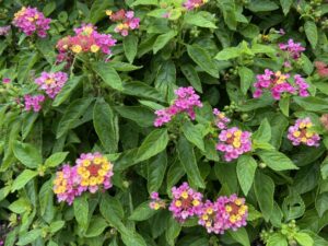 Lantana camara Gem Compact Pink Opal NC State 2024