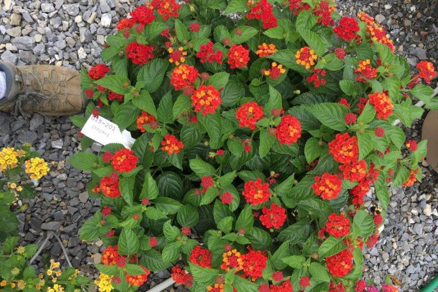 Lantana ‘Havana Rick Grazzini