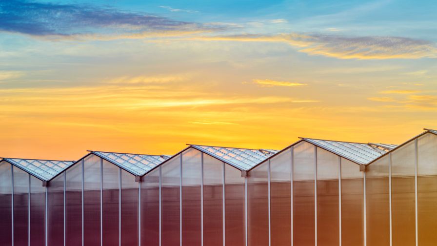 Daylight Savings Time How Growers Can Adapt to New Daylight Hours